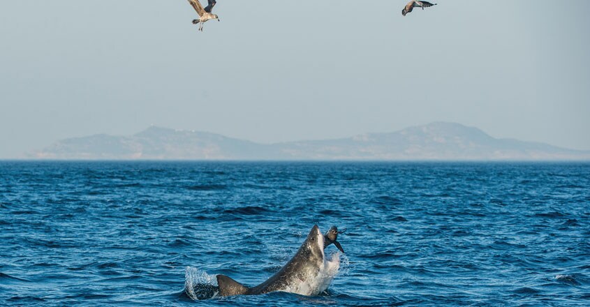 shark shark