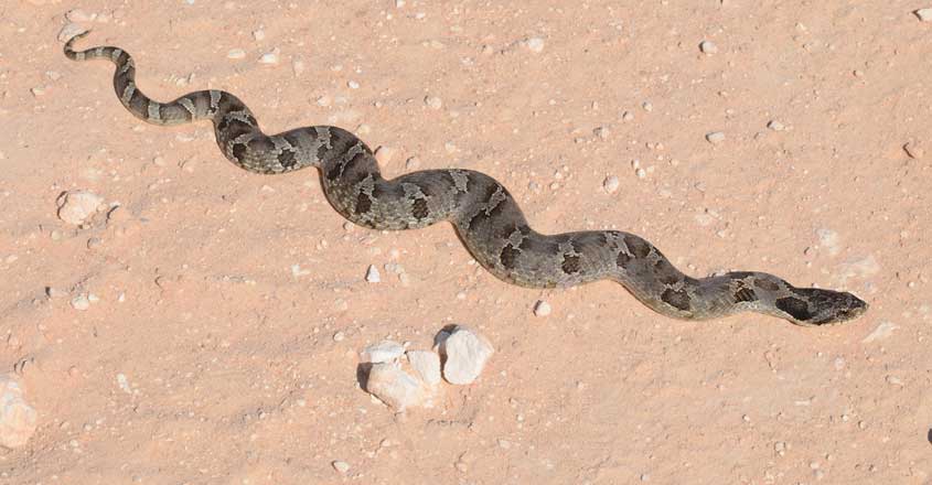 Eastern Hognose snake Eastern Hognose snake