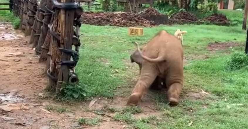 Clumsy baby elephant trips while chasing dogs Clumsy baby elephant trips while chasing dogs