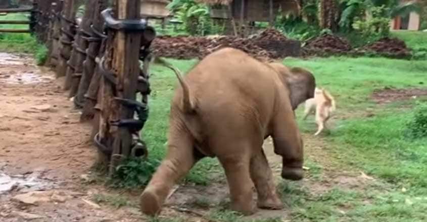 Clumsy baby elephant trips while chasing dogs Clumsy baby elephant trips while chasing dogs