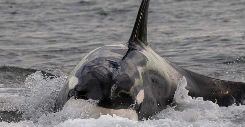 whale whale