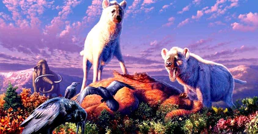 Hyenas Hyenas