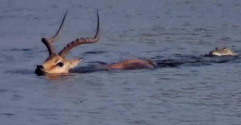 Tragic Moment Impala Beats Off Hungry Crocodile Tragic Moment Impala Beats Off Hungry Crocodile