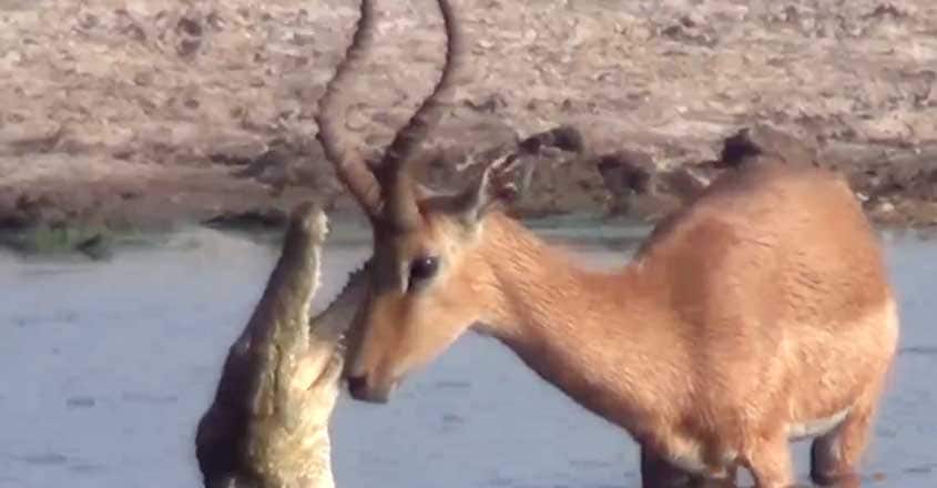 Tragic Moment Impala Beats Off Hungry Crocodile Tragic Moment Impala Beats Off Hungry Crocodile