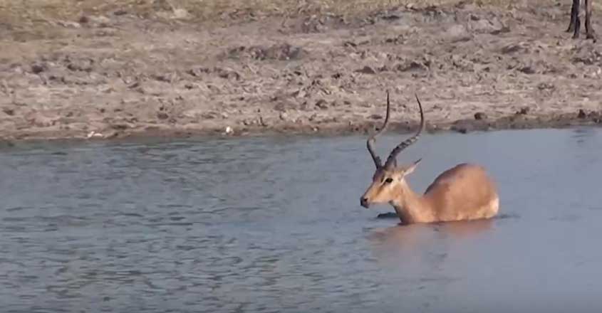 Tragic Moment Impala Beats Off Hungry Crocodile Tragic Moment Impala Beats Off Hungry Crocodile