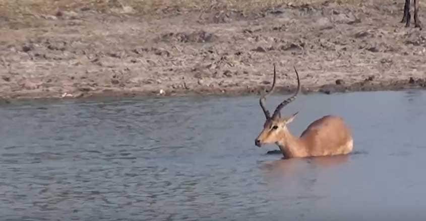 Tragic Moment Impala Beats Off Hungry Crocodile Tragic Moment Impala Beats Off Hungry Crocodile