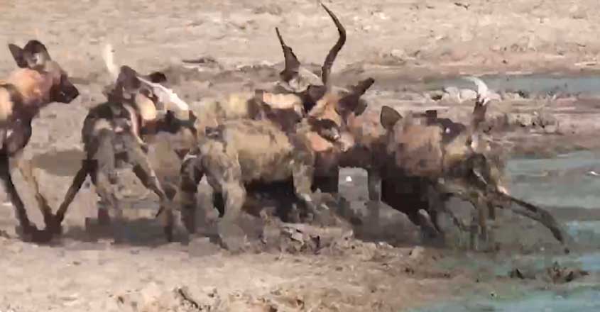 Tragic Moment Impala Beats Off Hungry Crocodile Tragic Moment Impala Beats Off Hungry Crocodile