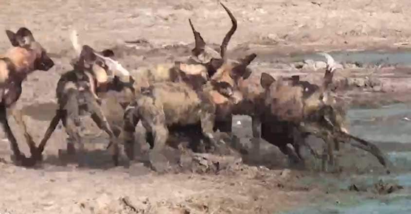 Tragic Moment Impala Beats Off Hungry Crocodile Tragic Moment Impala Beats Off Hungry Crocodile