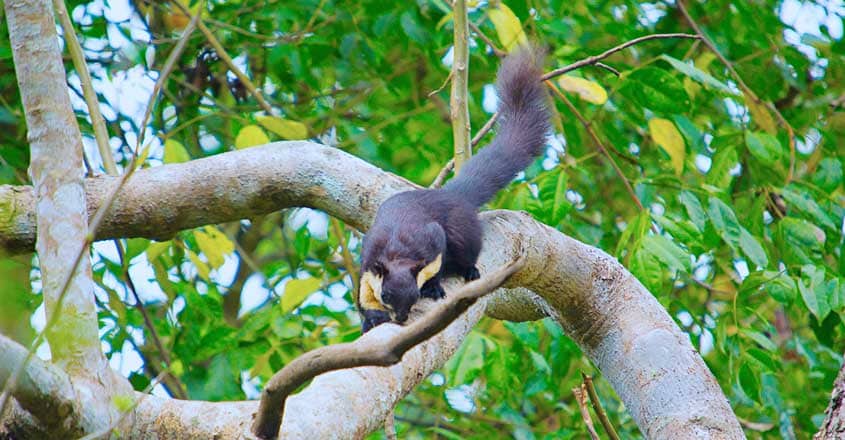 Malabar Giant Squirrel Malabar Giant Squirrel