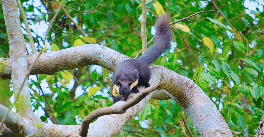 Malabar Giant Squirrel Malabar Giant Squirrel
