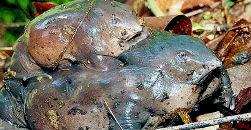 Purple frog Purple frog