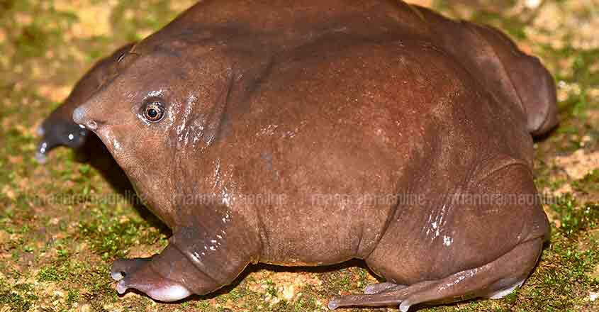 Purple frog Purple frog
