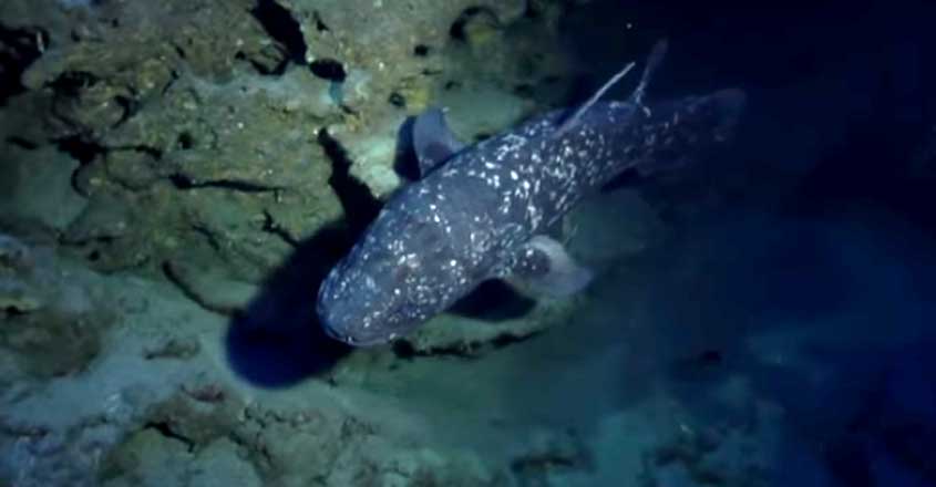 coelacanth captured on camera off the South African coast coelacanth captured on camera off the South African coast