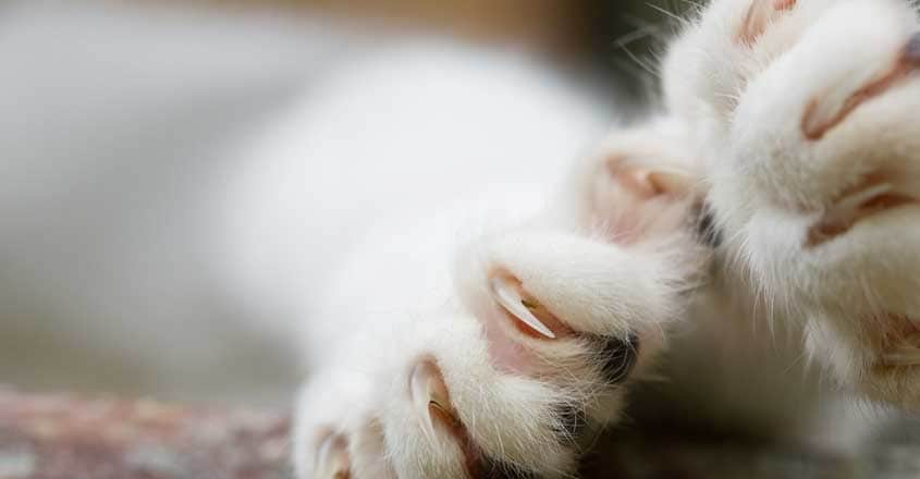 Declawing Cats Declawing Cats