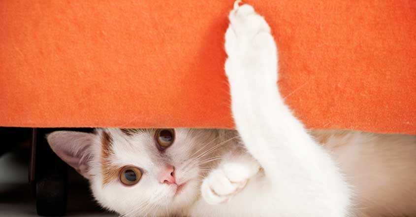 Declawing Cats Declawing Cats