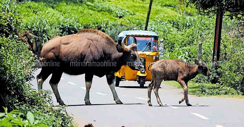 Ferocious gaurs raid human habitations in Nilgiri hills Ferocious gaurs raid human habitations in Nilgiri hills