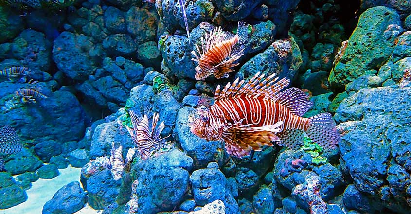 Lionfish Lionfish