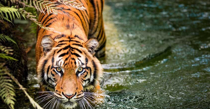 Tiger Tiger