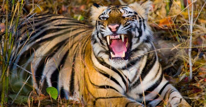 Tiger Tiger