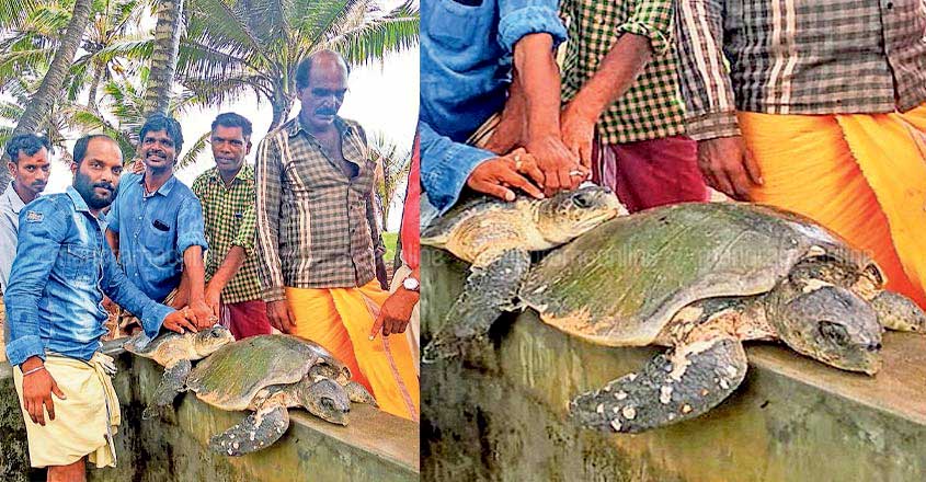 |Olive ridley turtle |Olive ridley turtle