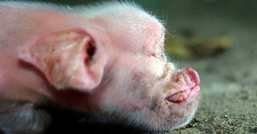 One-Eyed Piglet Born In Indonesian Village One-Eyed Piglet Born In Indonesian Village