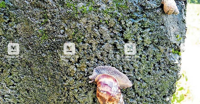 Giant African snail Giant African snail
