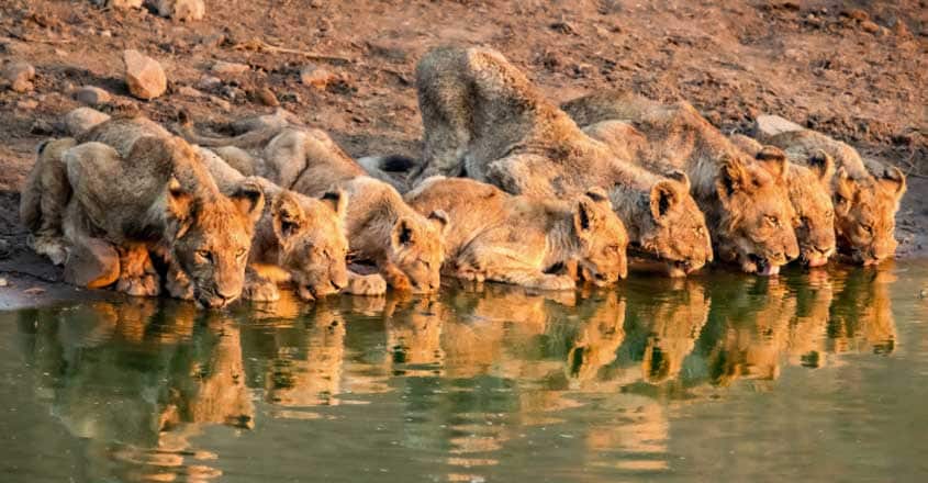 Pride of lions drink together from the same watering hole Pride of lions drink together from the same watering hole