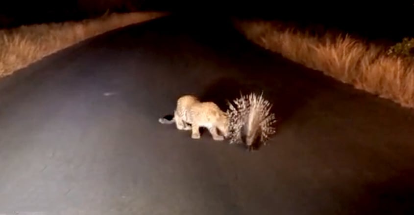 leopard fail to hunt porcupine leopard fail to hunt porcupine