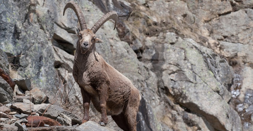 The Dam Climbing Alpine Ibex The Dam Climbing Alpine Ibex