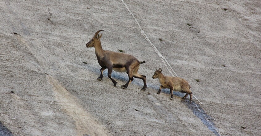 The Dam Climbing Alpine Ibex The Dam Climbing Alpine Ibex