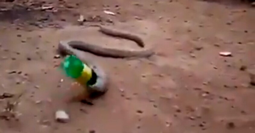 Cobra Throws Up Plastic Bottle Cobra Throws Up Plastic Bottle