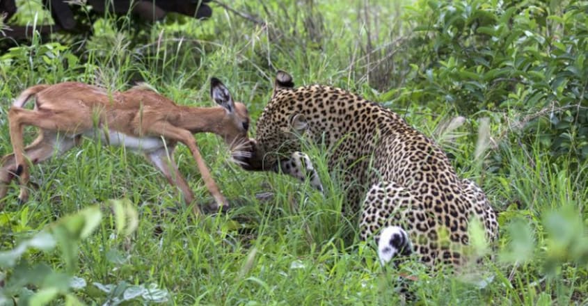 Hungry leopard caught on camera playing with impala Hungry leopard caught on camera playing with impala