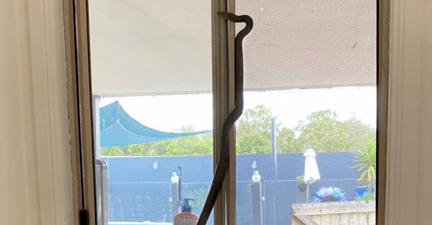 Woman finds Australia’s deadliest snake climbing her window Woman finds Australia’s deadliest snake climbing her window
