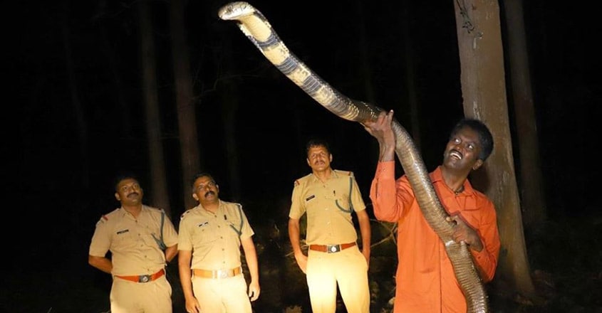 Vava Suresh caught king cobra Vava Suresh caught king cobra