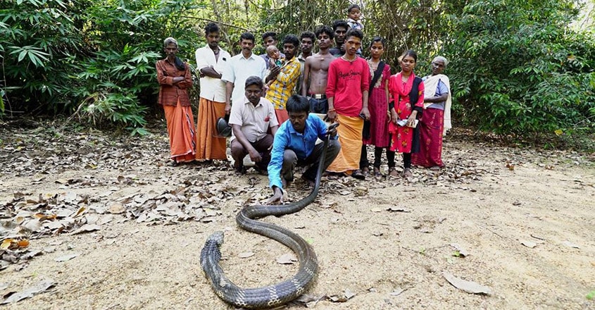 Vava Suresh caught king cobra Vava Suresh caught king cobra