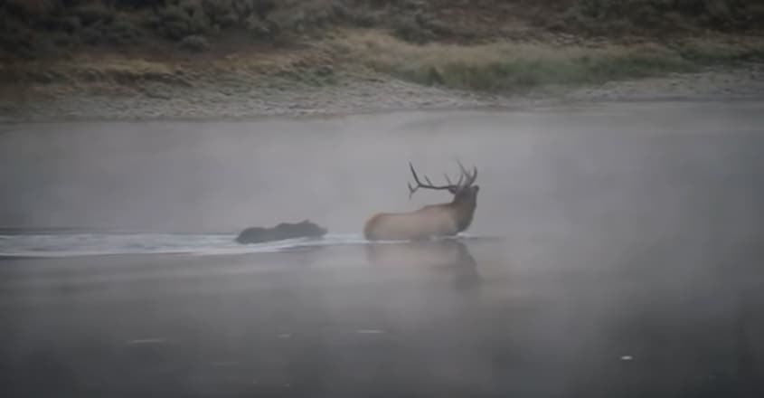 Grizzly bear takes down elk bull in dramatic, semi-submerged hunt Grizzly bear takes down elk bull in dramatic, semi-submerged hunt