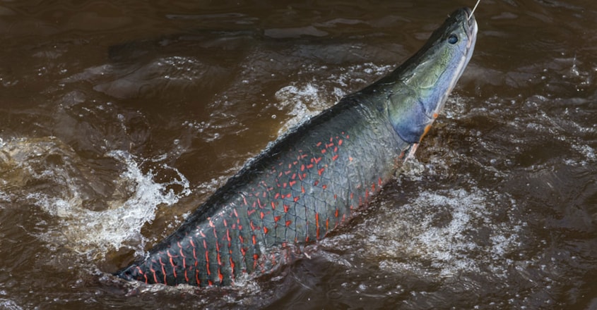 The largest fish in the world's biggest river The largest fish in the world's biggest river