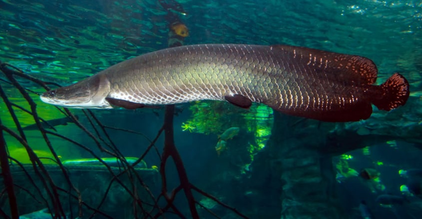 The largest fish in the world's biggest river The largest fish in the world's biggest river