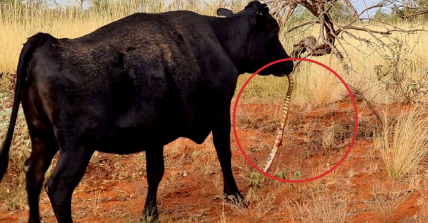 പെരുമ്പാമ്പിനെ വായിലിട്ടു ചവയ്ക്കുന്ന പശു; വിചിത്ര സംഭവം ഓസ്ട്രേലിയയി ...