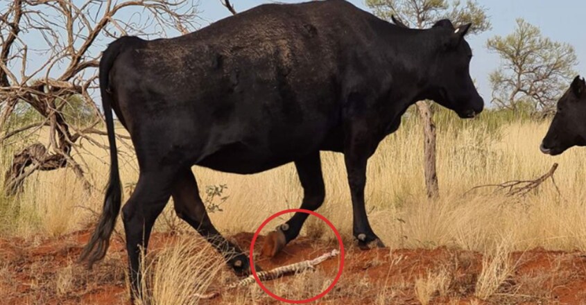 Cow caught chewing on large python in bizarre outback scene Cow caught chewing on large python in bizarre outback scene