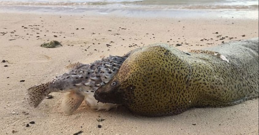 Humble Pufferfish Blows up in Mouth of Eel That was Trying to Eat it Humble Pufferfish Blows up in Mouth of Eel That was Trying to Eat it
