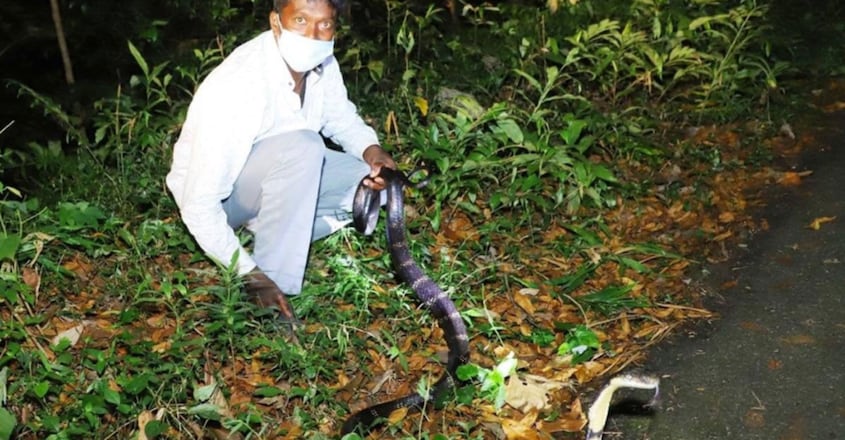 Vava Suresh Catching 199 th Kingcobra at punnala Vava Suresh Catching 199 th Kingcobra at punnala