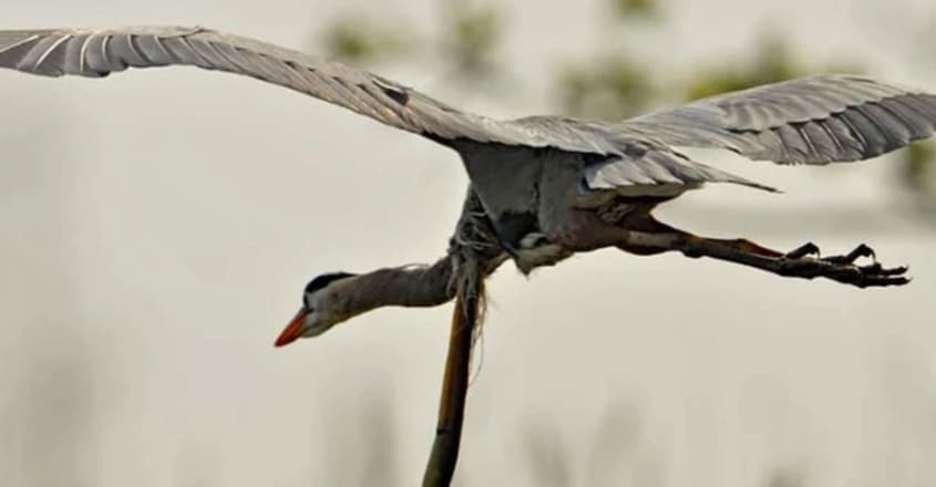 Photographer captures snake eel bursting through heron’s stomach Photographer captures snake eel bursting through heron’s stomach