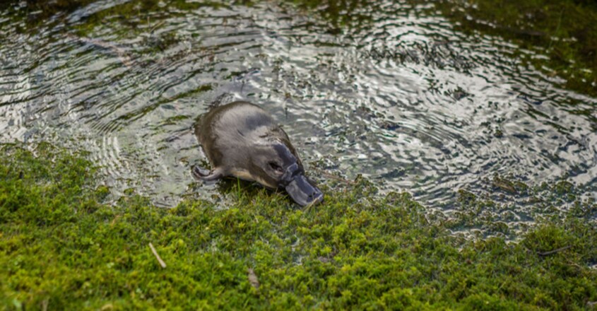 Platypus Platypus