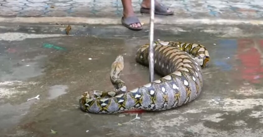 Python regurgitates three puppies in Thailand Python regurgitates three puppies in Thailand