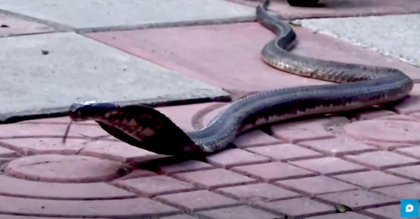 Cobra Found Living In Family's Shoe Shelves Cobra Found Living In Family's Shoe Shelves