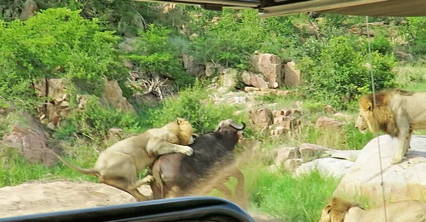 3 Lions Corner Buffalo With Broken Foot 3 Lions Corner Buffalo With Broken Foot