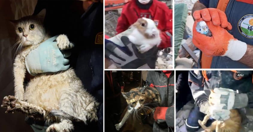 Animal survivors of the earthquake in Turkey’s Izmir Animal survivors of the earthquake in Turkey’s Izmir