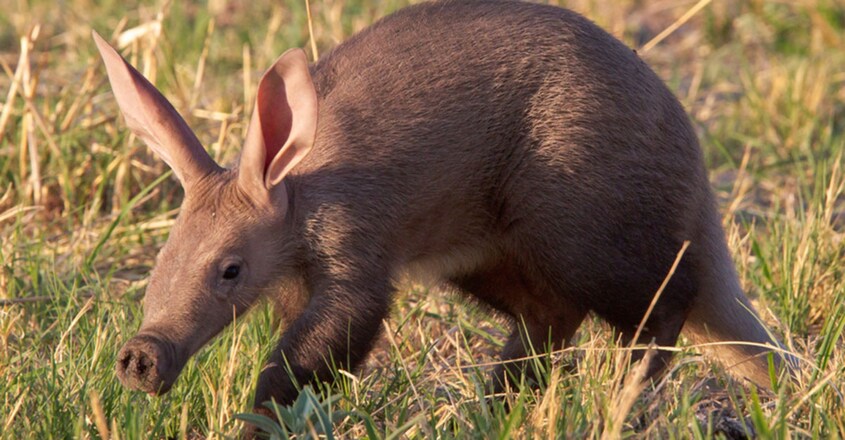 Aardvark Aardvark