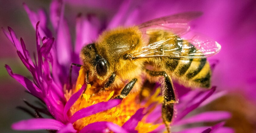 Honey Bee Honey Bee